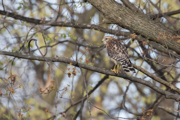 red shouldered hawk (Buteo lineatus) with prey - brown snake or De Kay's snake