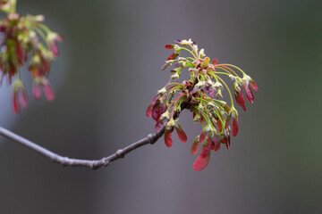 Red Maple (Acer rubrum) flowers
