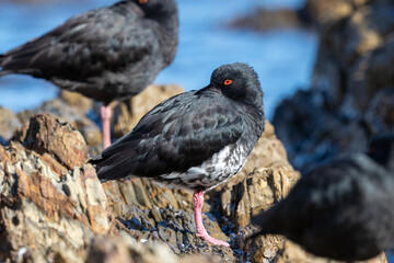 Variable Oystercatcher in New Zealand