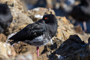 Variable Oystercatcher in New Zealand