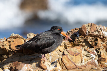 Variable Oystercatcher in New Zealand