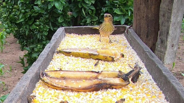 P&aacute;ssaro silvestre  se alimentando.