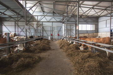 cow farm, cows eating hay, dairy cows in the barn.