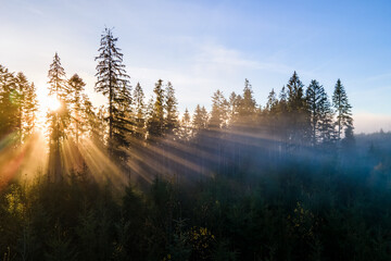Dark green pine trees in moody spruce forest with sunrise light rays shining through branches in...