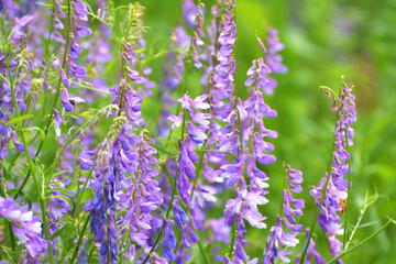 In the wild, Vicia tenuifolia blooms