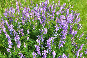 In the wild, Vicia tenuifolia blooms