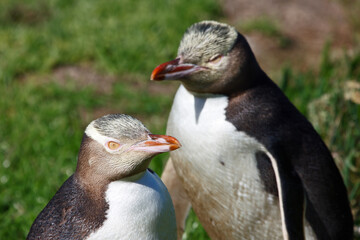 Penguin couple enjoying the sun in New Zealand