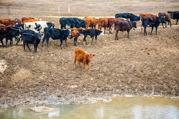 A group of cows is walking on the ground in the field. The field is part of agricultural land. It's a spring day in Russia. Herd of cows looks in the field in spring 