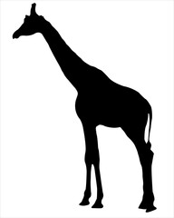 Black silhouette of standing giraffe on white  background