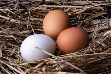 Egg on the hay easter 