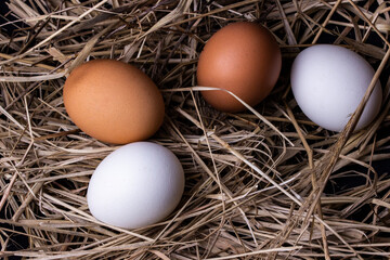 Egg on the hay easter 