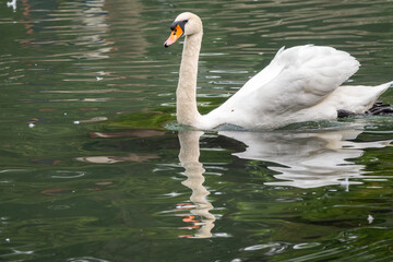 A graceful white swan swimming on a lake with dark green water. The white swan is reflected in the water