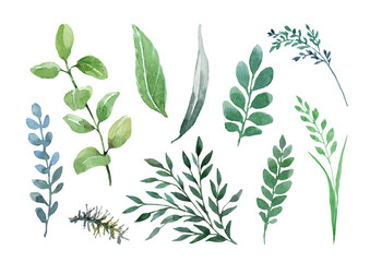 Fototapeta premium Field herbs, green leaves and branches of ornamental plants in a set of isolated elements on a white background. Hand drawn watercolor for design of wedding invitations, cards, print, banner, decor.