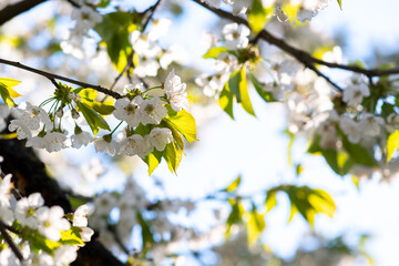 Fruit tree twigs with blooming white and pink petal flowers in spring garden.