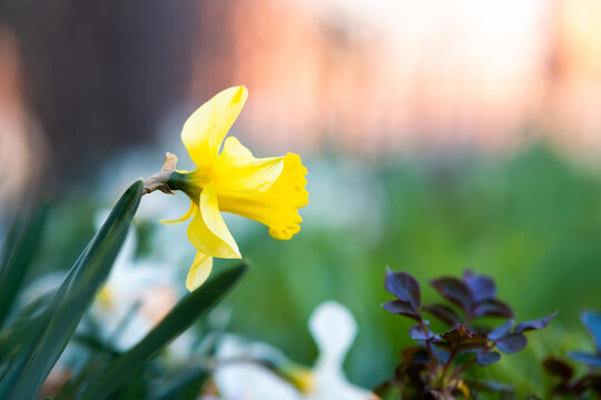 Yellow tender narcissus flower blooming in spring garden.