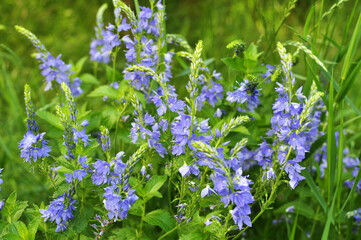In nature, among the herbs grows veronica teucrium