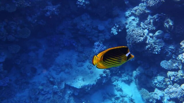 Coral reef in the red sea underwater colorful tropical fish Chaetodon fasciatus, Diagonal butterflyfish. POV snorkeling. Tropical colorful seascape. Underwater reef. Reef coral scene. Egypt.