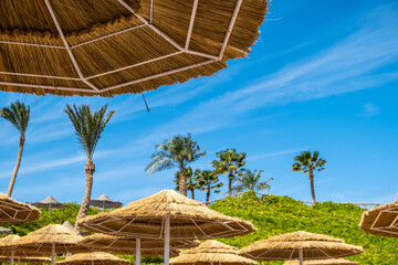 Straw shade umbrellas and fresh green palm trees in tropical region against blue vibrant sky in summer.