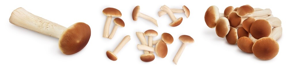 honey fungus mushrooms isolated on white background with clipping path and full depth of field. Set or collection