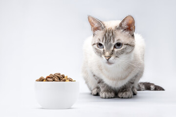 tabby siamese cat looking to dry animal food at bowl isolated over grey background. cat waiting for...