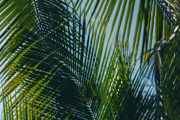 palm leaf wild path grateful