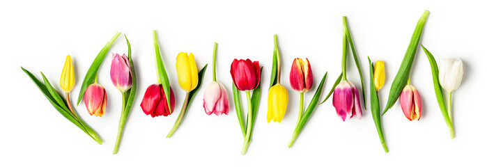 Tulip spring flowers on white background, creative banner.