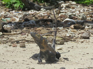 Iguana Frontal