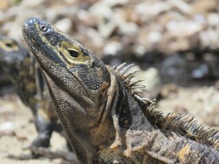 Retrato de Iguana