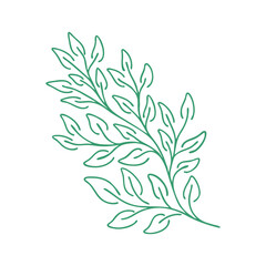 Graceful green twig. Contour leaves. Vector isolated element. Garden plant.
