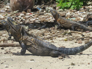 Iguana Isla Iguana
