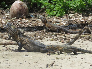 Iguana Panamá