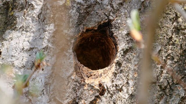 Ein Bundspecht (Dendrocopos major) s&auml;ubert seine Baumh&ouml;hle