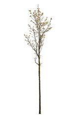 Fototapeta premium Spring tree with thin trunk and green leaves isolated on white background