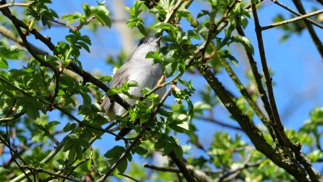 Eine M&ouml;nchsgrasm&uuml;cke in einem Strauch mit Ihrem typischen Gesang
