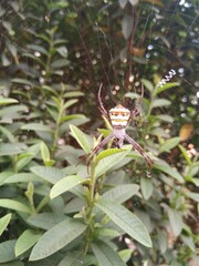 spider on a flower