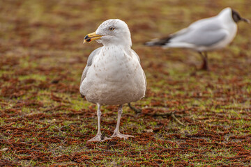 A great black-backed gull, Larus marinus, walking on grass..