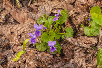 Viola reichenbachiana, early dog-violet, or pale wood violet flowers in forest