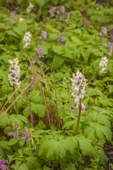 Spring plant Corydalis cava in  forest.