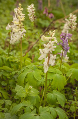 Spring plant Corydalis cava in  forest.