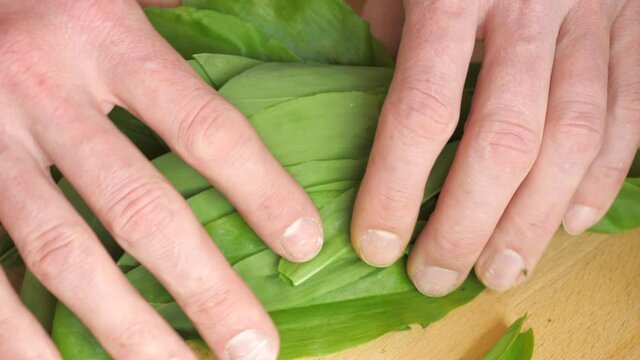 Hands are chopping fresh garlic smelly ramson leaves on kitchen chopping board. Healthy cooking with spring herbal bio food ingredients.