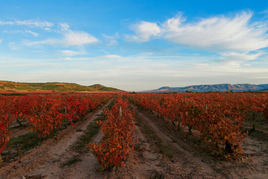 Vi&ntilde;edo en Navarrete una tarde de oto&ntilde;o, en La Rioja, Espa&ntilde;a