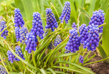 Muscari armeniacum in garden on spring.