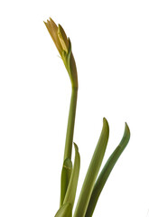 Hippeastrum (amarillis)  