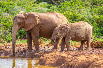 Fototapeta premium African elephants, in their natural environment. Amidst the trees in an endless green landscape