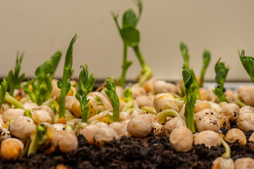 Fast growing pea sprouts from yellow split peas..