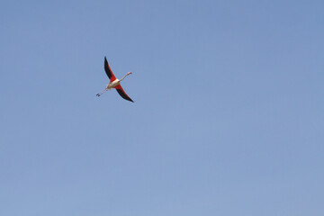 Flamingo in flight