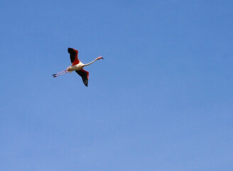 Flamingo in flight