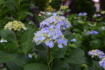 紫陽花