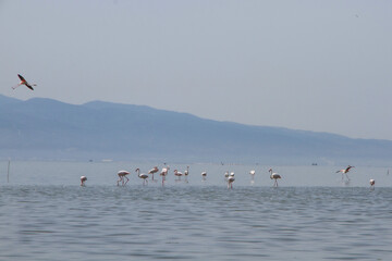 A flock of flamingo birds in the fish ponds