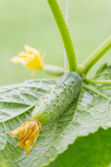 Mature cucumbers in the greenhouse hanging on a branch